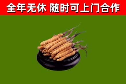 钦州回收散虫草