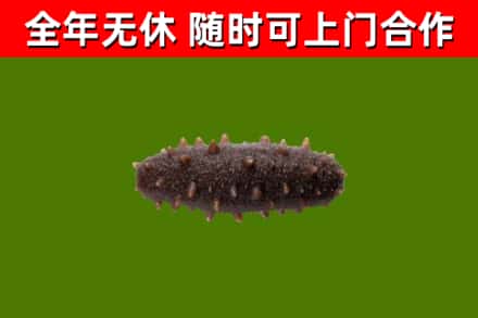 钦州回收海参干